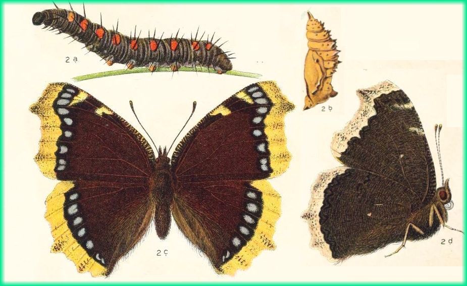 Grafik aus K. Eckstein "Die Schmetterlinge Deutschlands" 1913