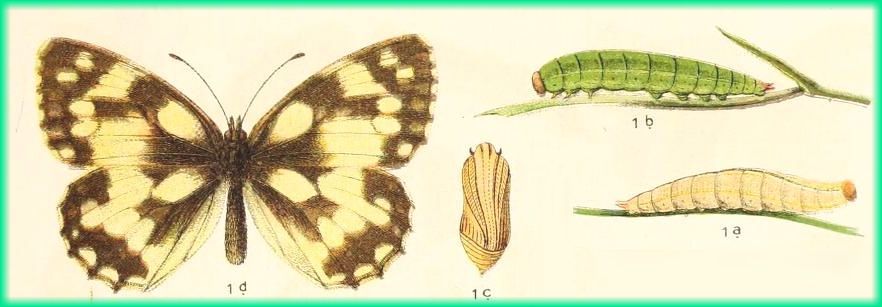 Grafik aus K. Eckstein "Die Schmetterlinge Deutschlands" 1913