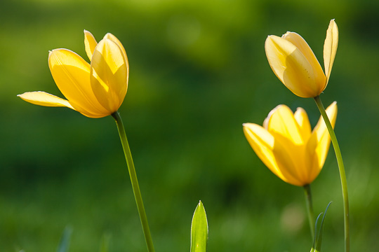 Der Frühling ist nicht aufzuhalten