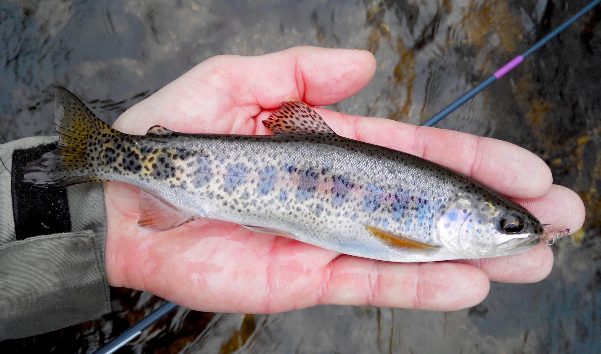 Diebe klauen lebende Fische im Wert von 4000 Euro