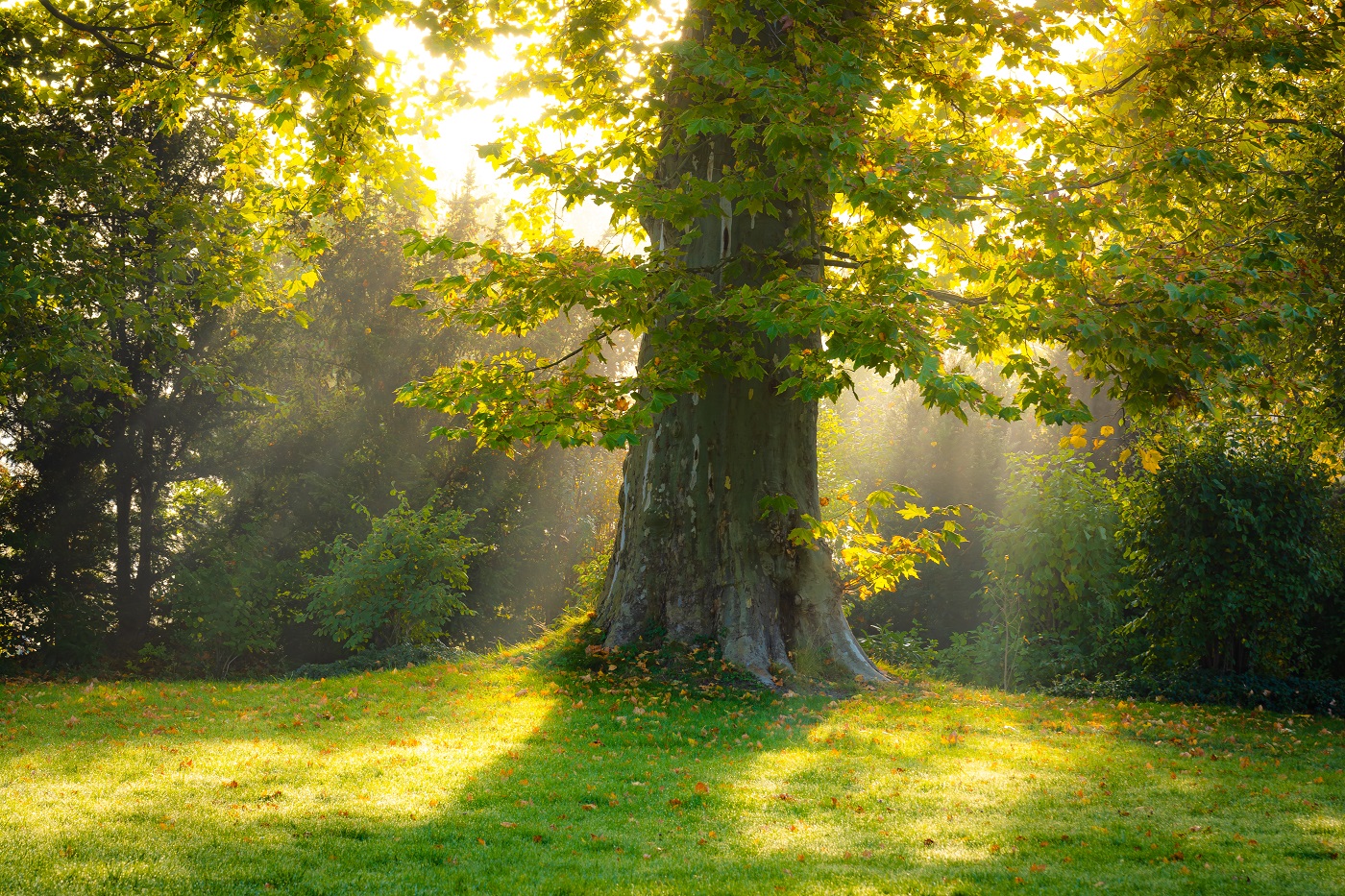 Herbst im Dieskauer Park - Teil 1