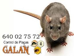 Página web de controldeplagasdemurcia