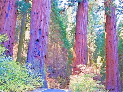 Reiseblog Kalifornien Reise planen: Redwood Nationalpark Reisetipps