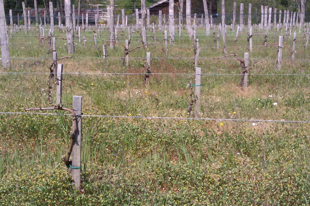 plantation sévèrement touchée de cabernet-sauvignon