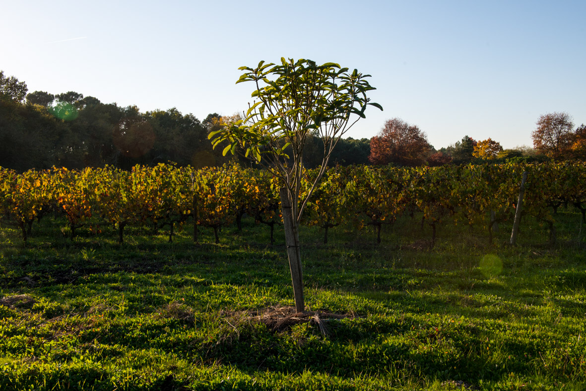 La bonne monnaie chasse la mauvaise Château de Sauvage vins de Graves à Landiras La bonne monnaie chasse la mauvaise Château de Sauvage vins de Graves à Landiras