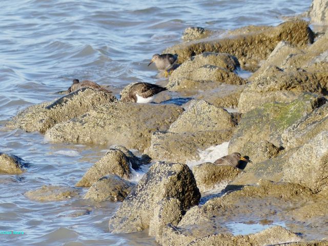 3 Meerstrandläufer und 1 Steinwälzer