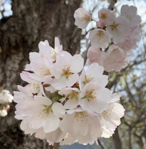 通りすがりの桜を愛でる🌸