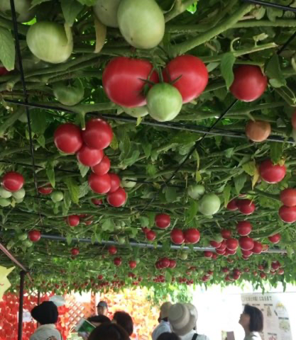 天井に広がる一本のトマト