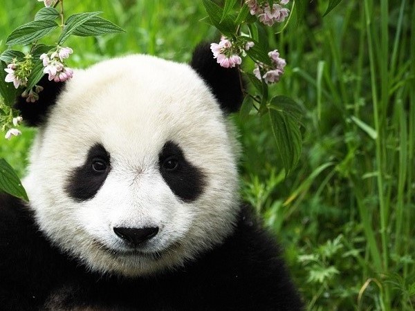 岩合光昭さん『パンダ』より　耳にお花飾ってお出かけですか？