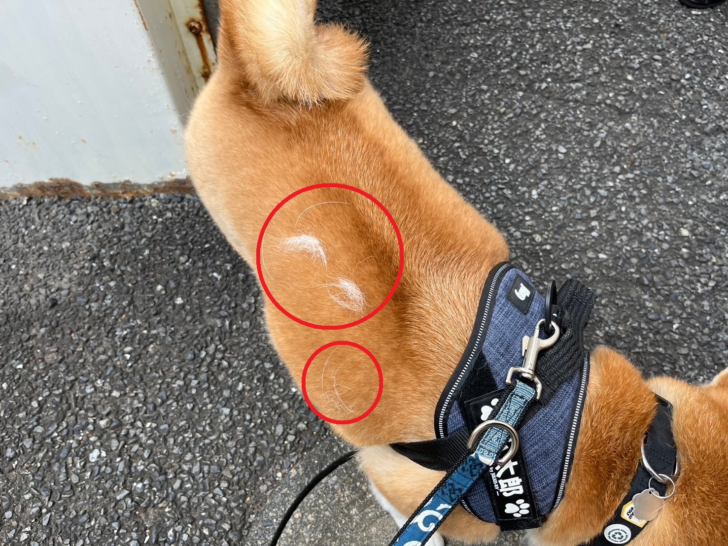 換毛期はビックリするくらい毛が抜けます