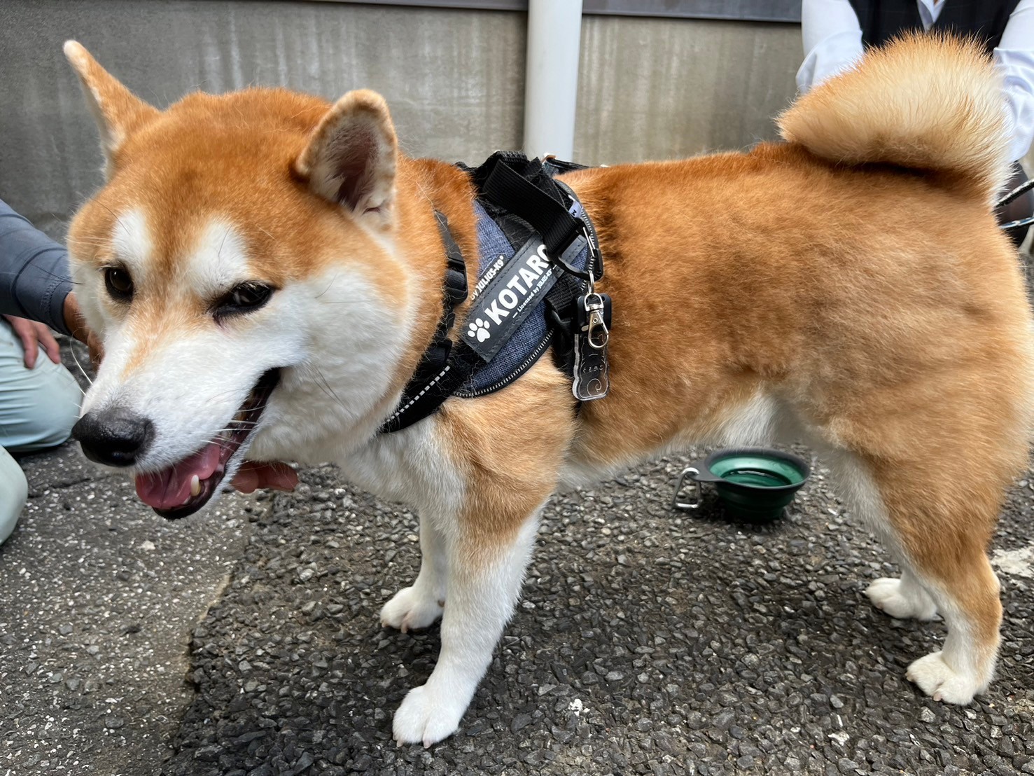 今回協力してくれた 柴犬の小太郎くん