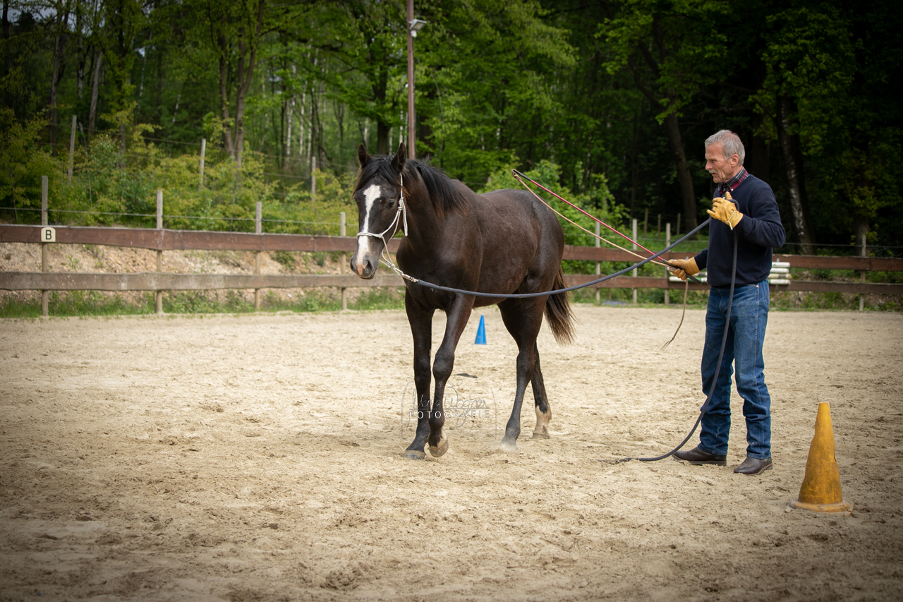 Der Sitz des Knotenhalfters