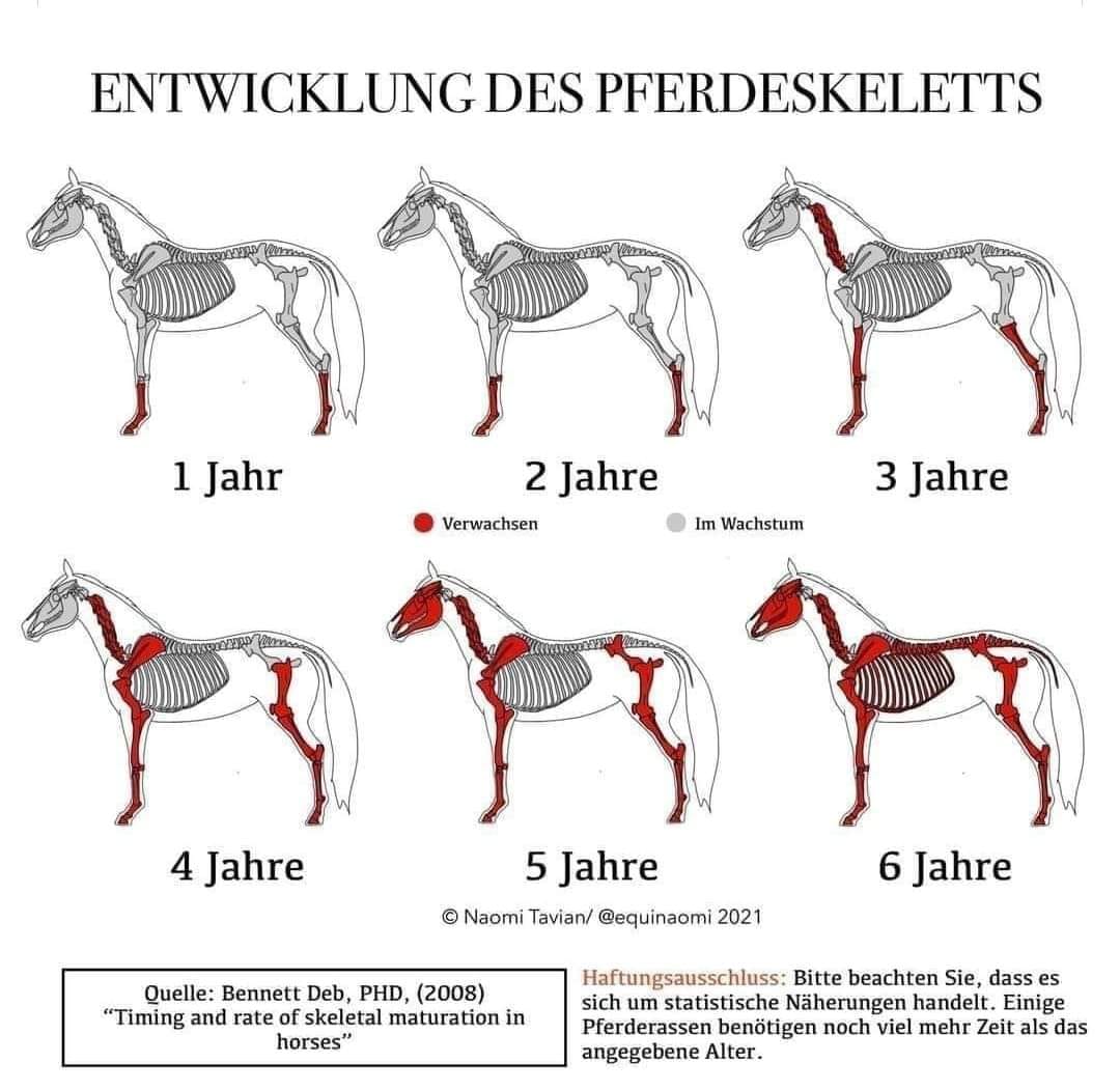 Entwicklung des Pferdeskeletts