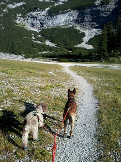 Dogtrekking Dogtrekking Dogtrekking Dogtrekking Elbsandstein-Dogtrekking ESDT Harz-Dogtrekking