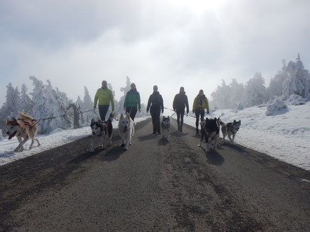 Dogtrekking Dogtrekking Dogtrekking Dogtrekking Elbsandstein-Dogtrekking ESDT Harz-Dogtrekking