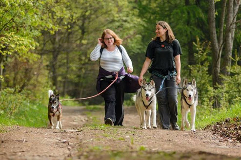 Dogtrekking Dogtrekking Dogtrekking Dogtrekking Elbsandstein-Dogtrekking ESDT Harz-Dogtrekking