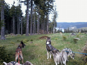 Dogtrekking Dogtrekking Dogtrekking