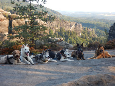 Elbsandstein-Dogtrekking Dogtrekking Dogtrekking Dogtrekking Elbsandstein-Dogtrekking ESDT Harz-Dogtrekking