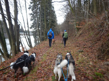 Dogtrekking Dogtrekking Dogtrekking