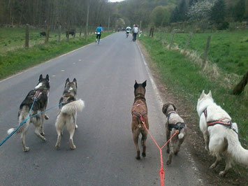 Dogtrekking Dogtrekking Dogtrekking Elbsandstein-Dogtrekking ESDT Harz-Dogtrekking