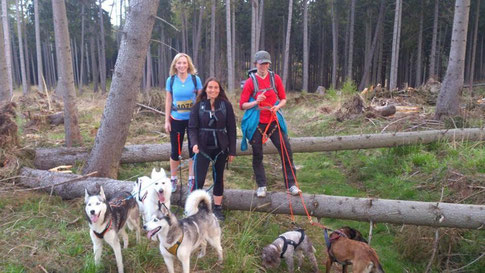 Dogtrekking Dogtrekking Dogtrekking Elbsandstein-Dogtrekking ESDT Harz-Dogtrekking