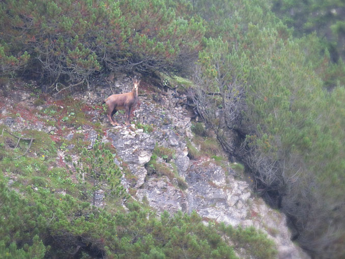 das gemeine Alpeneichhörnchen