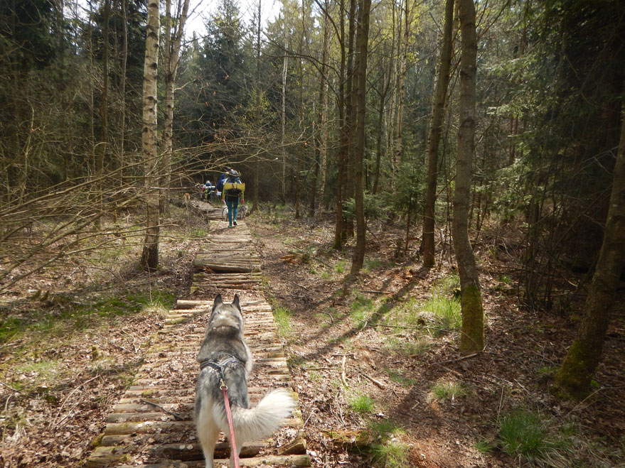 Sehr schöne Wege zum Schluss. Unter anderem dieser etwas brüchige Holzbohlenweg.