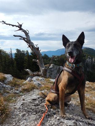 Dogtrekking Dogtrekking Dogtrekking Elbsandstein-Dogtrekking ESDT Harz-Dogtrekking