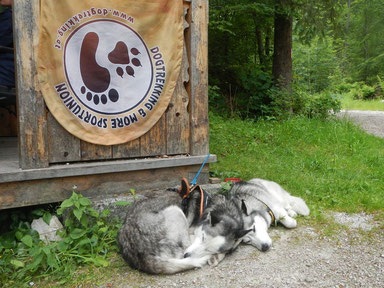 Dogtrekking Dogtrekking Dogtrekking Dogtrekking Elbsandstein-Dogtrekking ESDT Harz-Dogtrekking