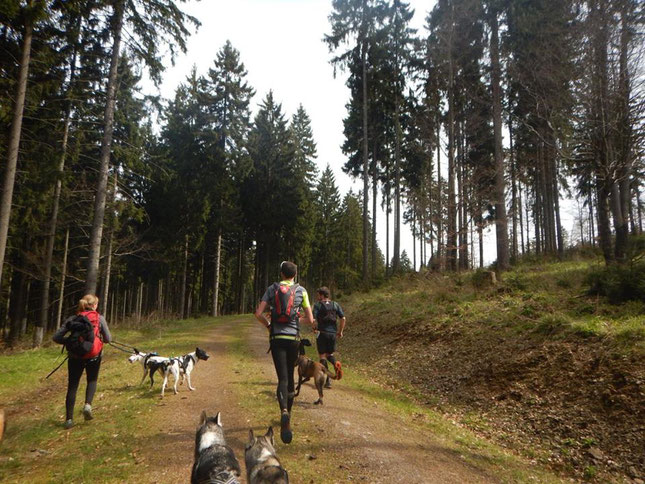 Dogtrekking Dogtrekking Dogtrekking Dogtrekking Elbsandstein-Dogtrekking ESDT Harz-Dogtrekking