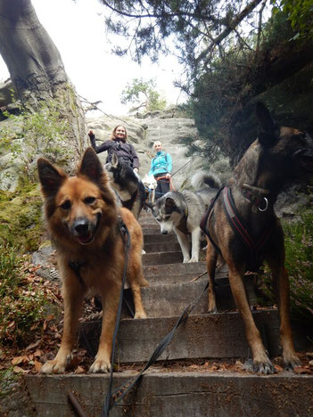 Elbsandstein-Dogtrekking Dogtrekking Dogtrekking Dogtrekking Elbsandstein-Dogtrekking ESDT Harz-Dogtrekking