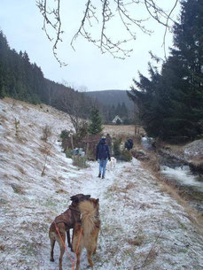 Dogtrekking Dogtrekking Dogtrekking
