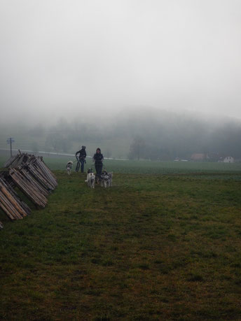 Dogtrekking Dogtrekking Dogtrekking Elbsandstein-Dogtrekking ESDT Harz-Dogtrekking