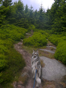 Dogtrekking Dogtrekking Dogtrekking