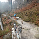 Dogtrekking Dogtrekking Dogtrekking Elbsandstein-Dogtrekking ESDT Harz-Dogtrekking