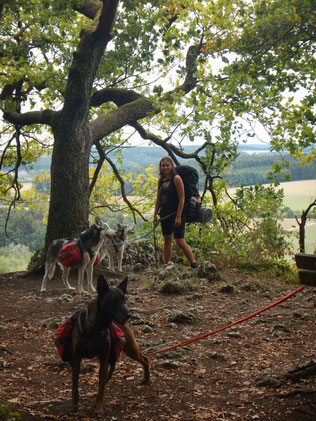 Jurasteig Dogtrekking Dogtrekking Dogtrekking Elbsandstein-Dogtrekking ESDT Harz-Dogtrekking