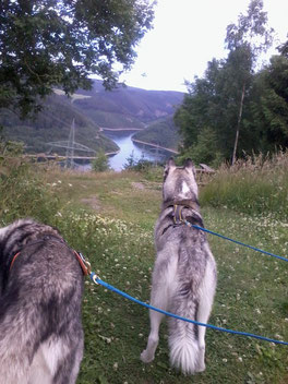 Dogtrekking Dogtrekking Dogtrekking Elbsandstein-Dogtrekking ESDT Harz-Dogtrekking