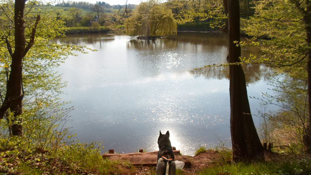 Dogtrekking Dogtrekking Dogtrekking Dogtrekking Elbsandstein-Dogtrekking ESDT Harz-Dogtrekking