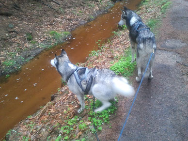 Dogtrekking Dogtrekking Dogtrekking Dogtrekking Elbsandstein-Dogtrekking ESDT Harz-Dogtrekking