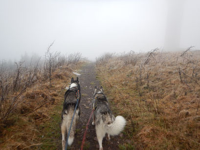 Dogtrekking Dogtrekking Dogtrekking Elbsandstein-Dogtrekking ESDT Harz-Dogtrekking