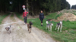 Dogtrekking Dogtrekking Dogtrekking Elbsandstein-Dogtrekking ESDT Harz-Dogtrekking