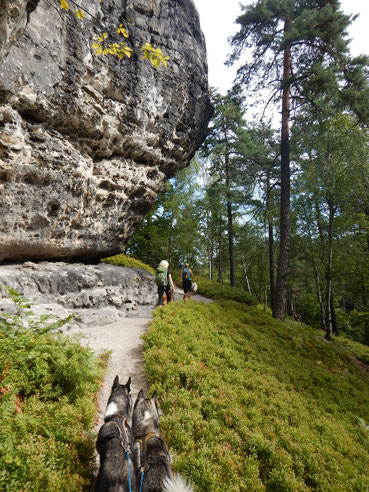 Elbsandstein-Dogtrekking Dogtrekking Dogtrekking Dogtrekking Elbsandstein-Dogtrekking ESDT Harz-Dogtrekking