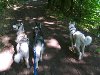 Dogtrekking Dogtrekking Dogtrekking