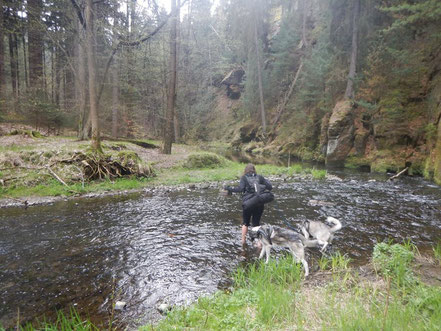 Elbsandstein - Dogtrekking Dogtrekking Dogtrekking Dogtrekking Elbsandstein-Dogtrekking ESDT Harz-Dogtrekking