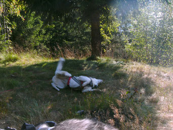 Dogtrekking Dogtrekking Dogtrekking
