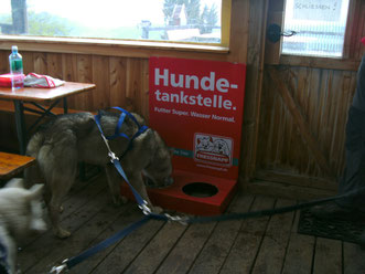 Dogtrekking Dogtrekking Dogtrekking Dogtrekking Elbsandstein-Dogtrekking ESDT Harz-Dogtrekking