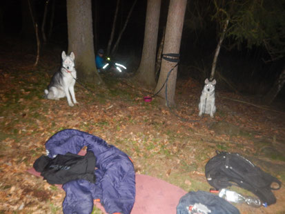 Dogtrekking Dogtrekking Dogtrekking Dogtrekking Elbsandstein-Dogtrekking ESDT Harz-Dogtrekking