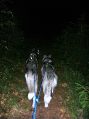 Dogtrekking Dogtrekking Dogtrekking Elbsandstein-Dogtrekking ESDT Harz-Dogtrekking