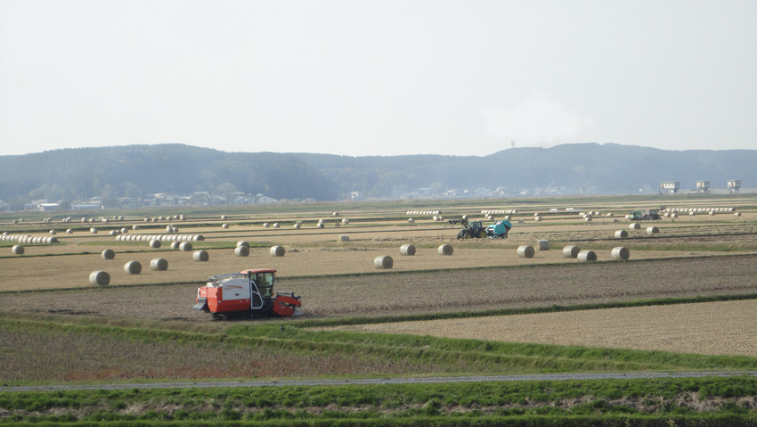 河口近くの田んぼでは飼料用稲わらの集荷作業を急ぐ