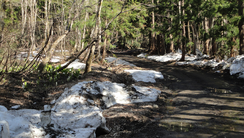 今年は積雪多く林道の残雪が冷気を運んでくれる
